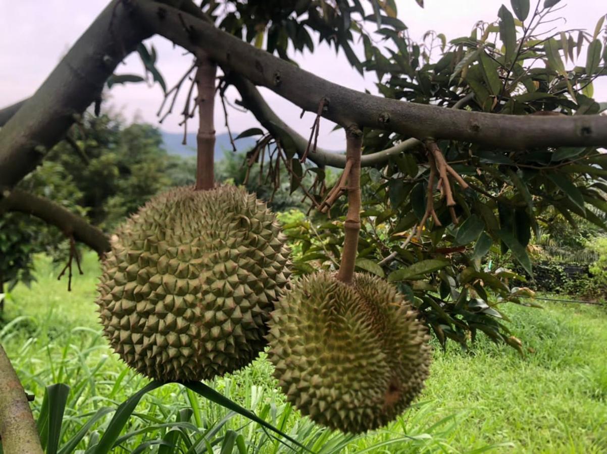 Durian Ecolodge Tampin Ngoại thất bức ảnh